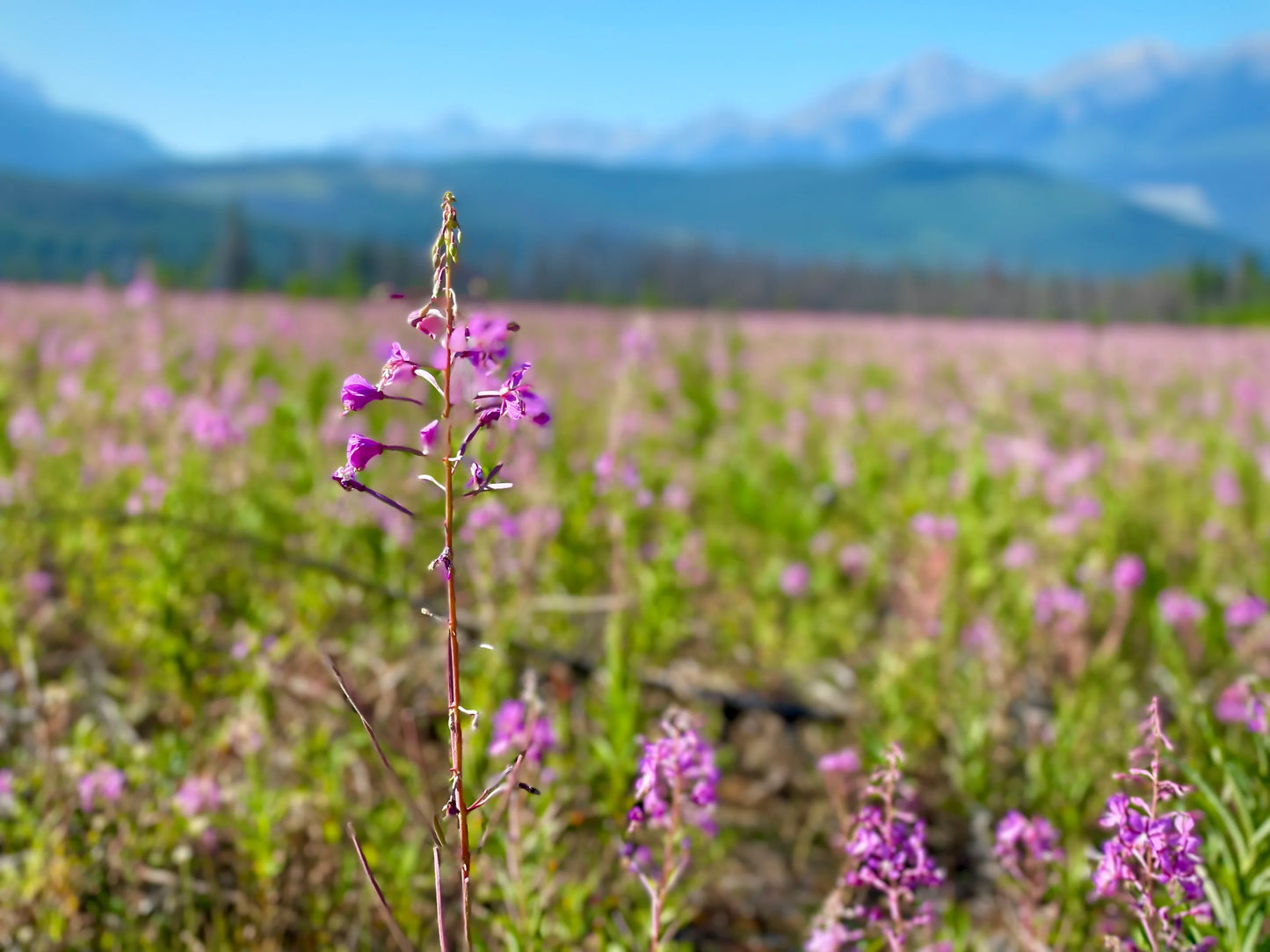 Honey - Fireweed - Weaver's Bee Co.